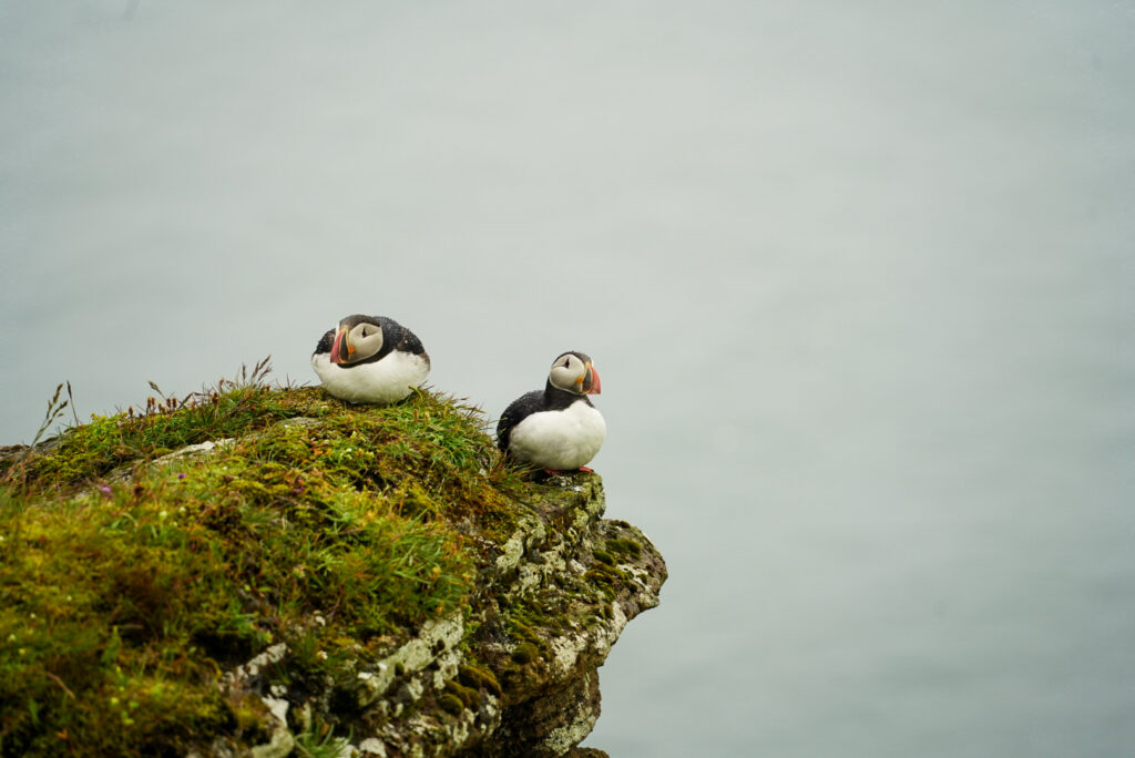 Atlantic Puffin Dyrhólaey Viewpoint - The Ultimate Iceland Road Trip