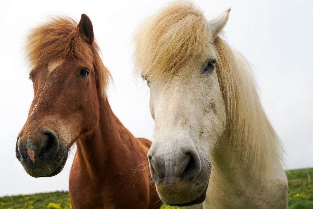 Horse Friends on the Ultimate Iceland Road Trip